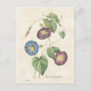 Search for morning glory postcards Floral