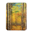 Search for birch tree magnets Fall