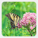 Search for swallowtail stickers Wildlife