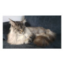 Search for maine coon cat art Animal