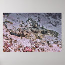 Search for crocodile posters Nature