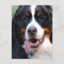 Search for mountain dog postcards Pet