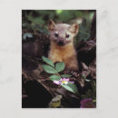 Search for pine marten postcards Wildlife