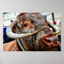 Search for horned art Cattle