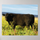 Search for black bull art Cute