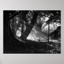 Search for streaks posters Photography