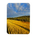 Search for wheat magnets Harvest