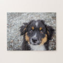 Search for australian shepherd puzzles Dog