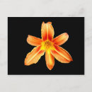 Search for tiger lily postcards Orange