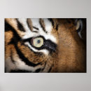 Search for tiger eyes posters Tigers
