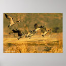 Search for canadian art Geese