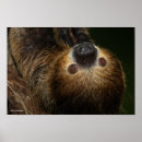 Search for sloth hang in there posters Wildlife