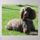 Search for standard poodle posters Dog