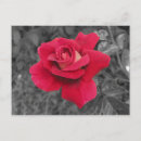 Search for red rose note postcards Floral