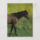Search for mustang wild horses postcards Bob langrish