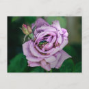 Search for the beatles postcards Bug