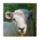 Search for cute lamb tiles Farm animals