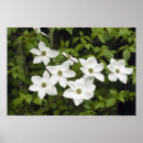 Search for cornus Plant