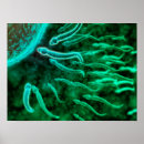 Search for fertilisation art Medicine