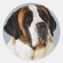 Search for saint bernards stickers St bernard