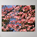 Search for dogwoods posters Blossoms