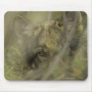 Search for pup electronics Wildlife
