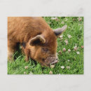 Search for cute pig postcards Pets
