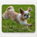 Search for shih tzu dog mousepads Photography