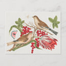 Search for vintage bird illustration postcards Nature