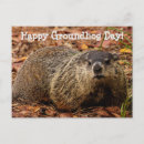 Search for groundhogs postcards Happy groundhog day
