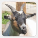Search for funny goats stickers Nature