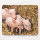 Search for pig mousepads Baby animals