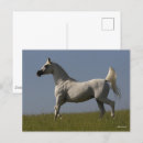 Search for bobbed postcards Breed