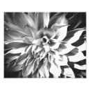 Search for chrysanthemum photography Black