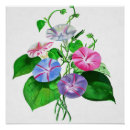 Search for glory art Ipomoea