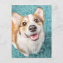 Search for cute corgi postcards Queen elizabeth's