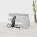 Search for squirrel cards Wild animal