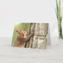 Search for squirrel photos cards Wildlife