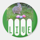 Search for easter other Mammals
