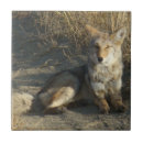 Search for coyote tiles canis latrans