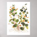 Search for nasturtium art Botany
