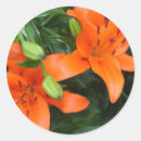 Search for tiger lily stickers Orange
