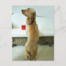 Search for couch postcards Animal
