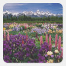 Search for lupine stickers Colourful