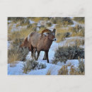 Search for bighorn sheep postcards Ovis canadensis