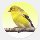 Search for avian stickers Finch