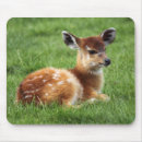 Search for antelopes mousepads Africa