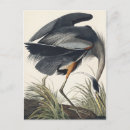 Search for birds of america postcards John james audubon
