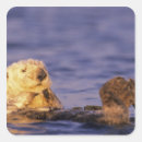 Search for sea otters stickers California