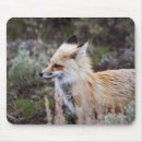 Search for foxy electronics Red
